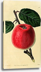Постер Яблоко Летний жемчуг