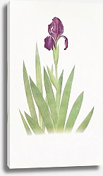 Постер Iris subbiflora