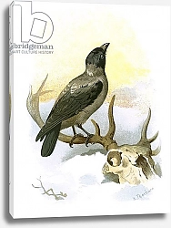 Постер Школа: Английская 20в. Hooded crow 1