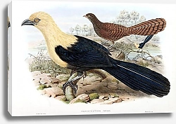 Постер Solomon-Islands Lark-heeled Cuckoo - Nesocentor milo