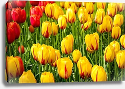 Постер Красные и желтые тюльпаны на поле