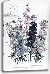 Постер Лудон Джейн (бот) Delphiniums, plate 3 from 'The Ladies' Flower Garden', published 1842