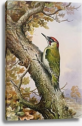 Постер Даннер Карл (совр) Green Woodpecker 1