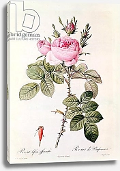 Постер Редюти Пьер Rosa Bifera Officinalis, from 'Les Roses' by Claude Antoine Thory