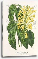 Постер Лемер Шарль Scutellaria aurata