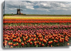 Постер Голландия. Поля тюльпанов с мельницами №8