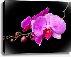 Постер Розовая орхидея на черном