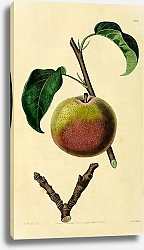 Постер Осенняя груша бергамот