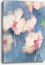 Постер Армитаж Карен (совр) Hibiscus, apricot