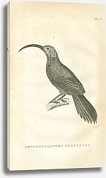 Постер Dendrocolaptes Procurvus 1