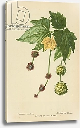 Постер Бут Вильям (последователи, ботаника) Catkins of the Plane