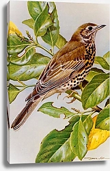 Постер British Birds - Mistle Thrush