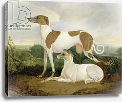 Постер Хэнкок Чарльз Two Greyhounds in a Landscape
