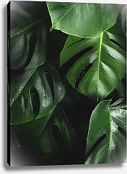 Постер Мокрые пальмовые листья