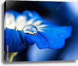 Постер Голубой цветок с каплей