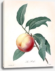 Постер Большой персик