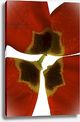 Постер МакЛемор Юлия (совр) Rittenhouse Tulip I
