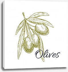 Постер Оливковая ветвь с оливами