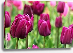 Постер Красные тюльпаны на поле