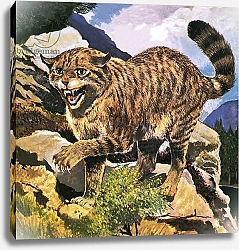 Постер Бэкхаус Д. (совр) Wildcat 2