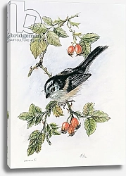 Постер Хилл Нейл Long-tailed tit and rosehips