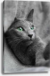 Постер Серая кошка с голубыми глазами