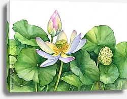 Постер Священный цветок лотоса с листьями, бутоном и коробкой семян
