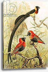 Постер Смит Джозеф (акв) Weaver Birds