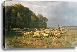 Постер Жак Шарль Эмиль Flock of Sheep in a Landscape