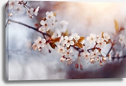 Постер Ветка вишневого дерева с цветами
