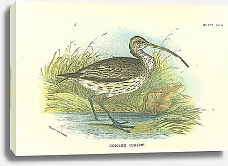 Постер Common Curlew 1
