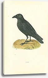 Постер Crow 3