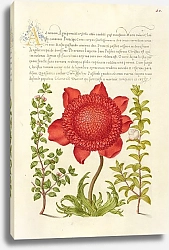Постер Хофнагель Йорис Basil Thyme, Poppy Anemone, and Myrtle