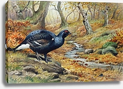 Постер Даннер Карл (совр) Black Cock Grouse by a stream