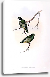 Постер Tiny Fruit-Pigeon - Ptilonopus nanus
