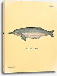 Постер Речной дельфин