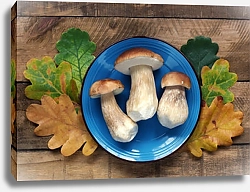 Постер Натюрморт с листьями и тремя белыми грибами