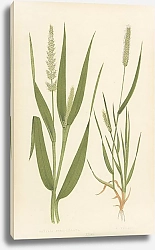 Постер Setaria Verticillata, S. Viridis
