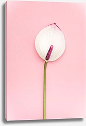 Постер Белая калла на розовом