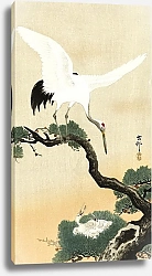 Постер Японский журавль на ветке сосны (1900 - 1930)