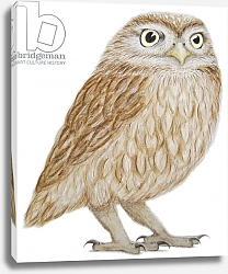 Постер Графтон Эле (совр) Little Owl, 2011