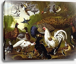 Постер Кастилс Питер The Fable of the Raven with a Peacock, Cockerel, Woodpecker, Jay, Woodcock, and Magpie