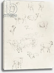 Постер Хиллс Роберт Flock of Sheep, after 1794