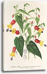Постер Лемер Шарль Abutilon vexillarium
