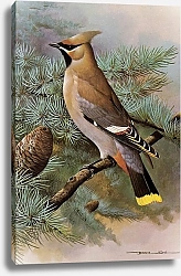 Постер British Birds - Waxwing