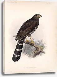 Постер Птицы J. G. Keulemans №71