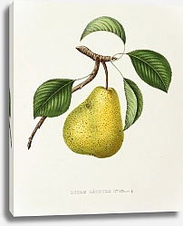 Постер Pears - Poire Leopold