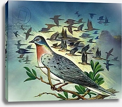 Постер Иллос Берт Passenger Pigeons