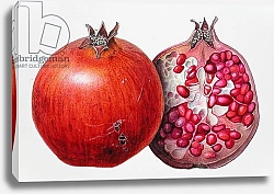Постер Эден Маргарет (совр) Pomegranate, 1995