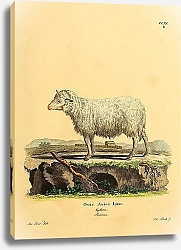 Постер Домашняя овца Ovis Aries Linn Teptura Femina
